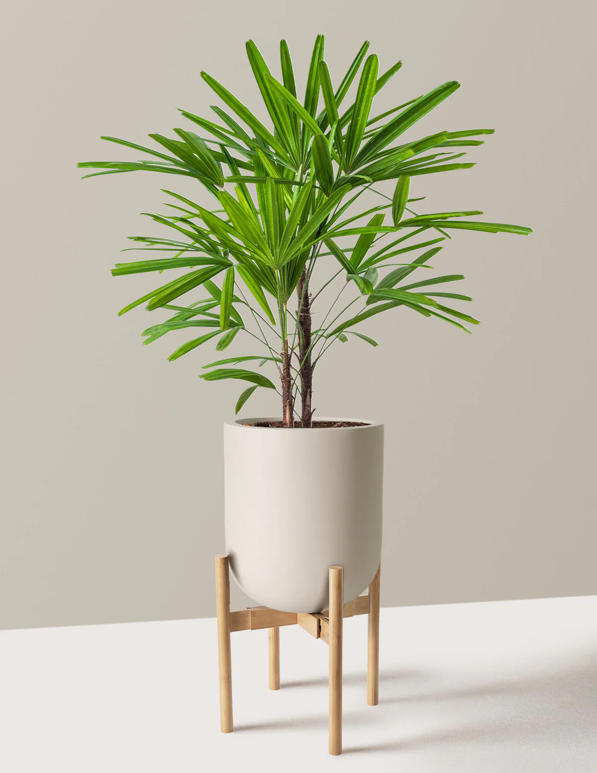 Large Lady Palm - Image 22