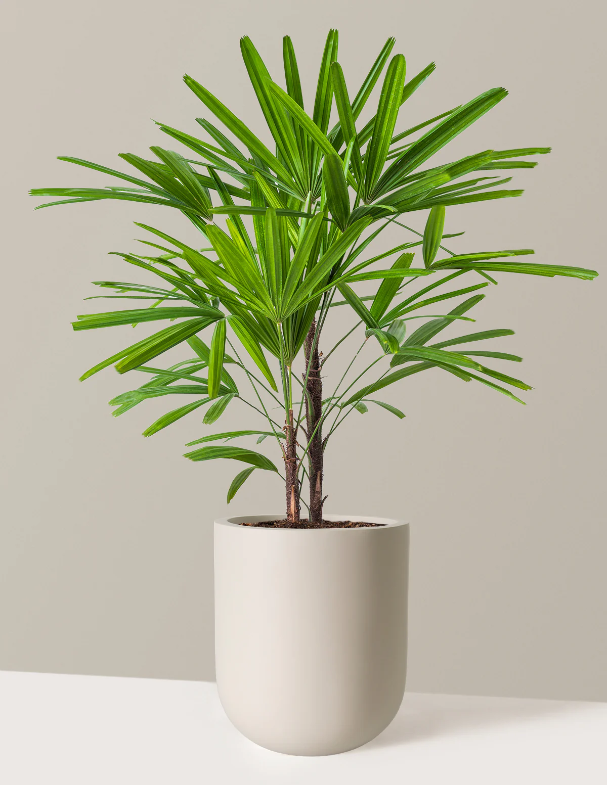Large Lady Palm - Image 23