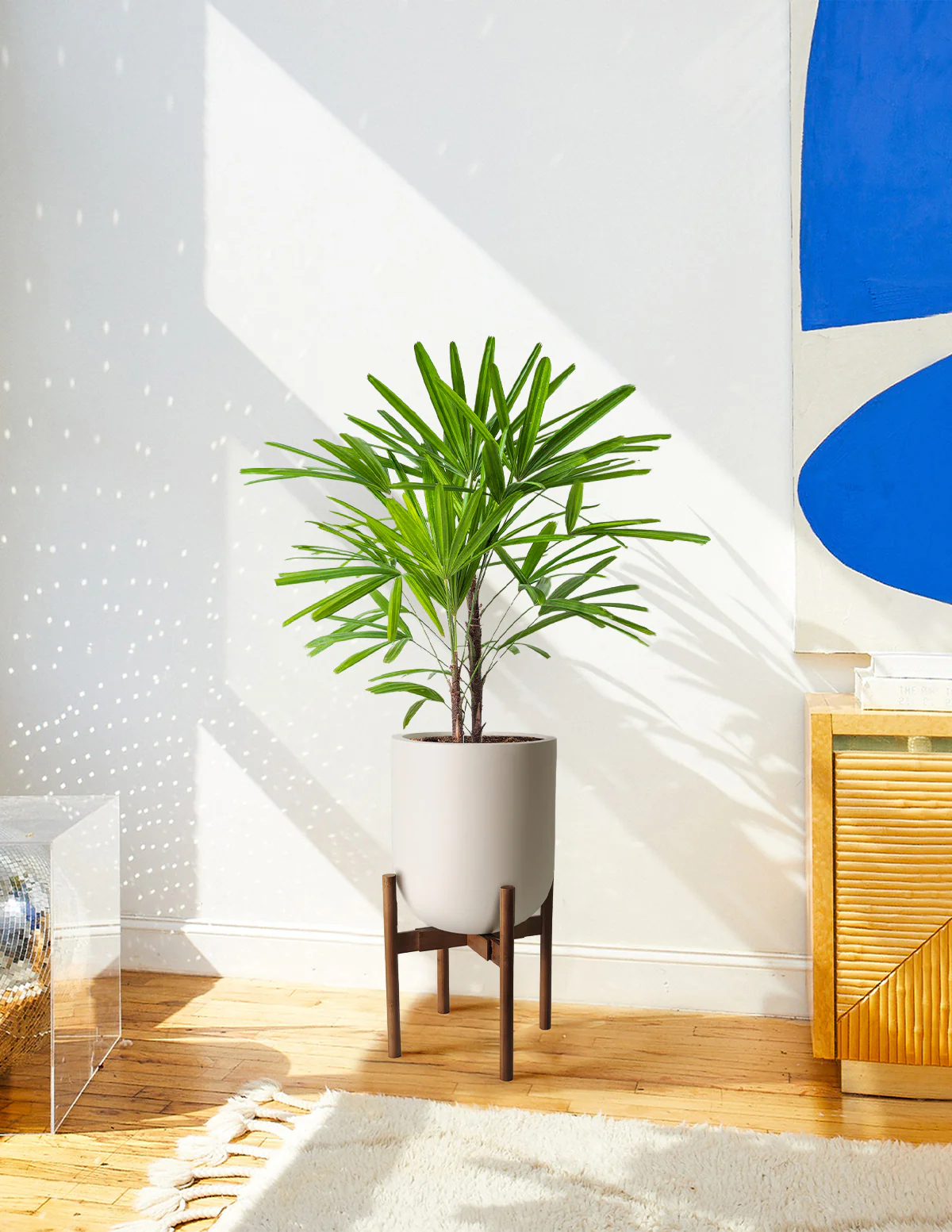 Large Lady Palm - Image 25
