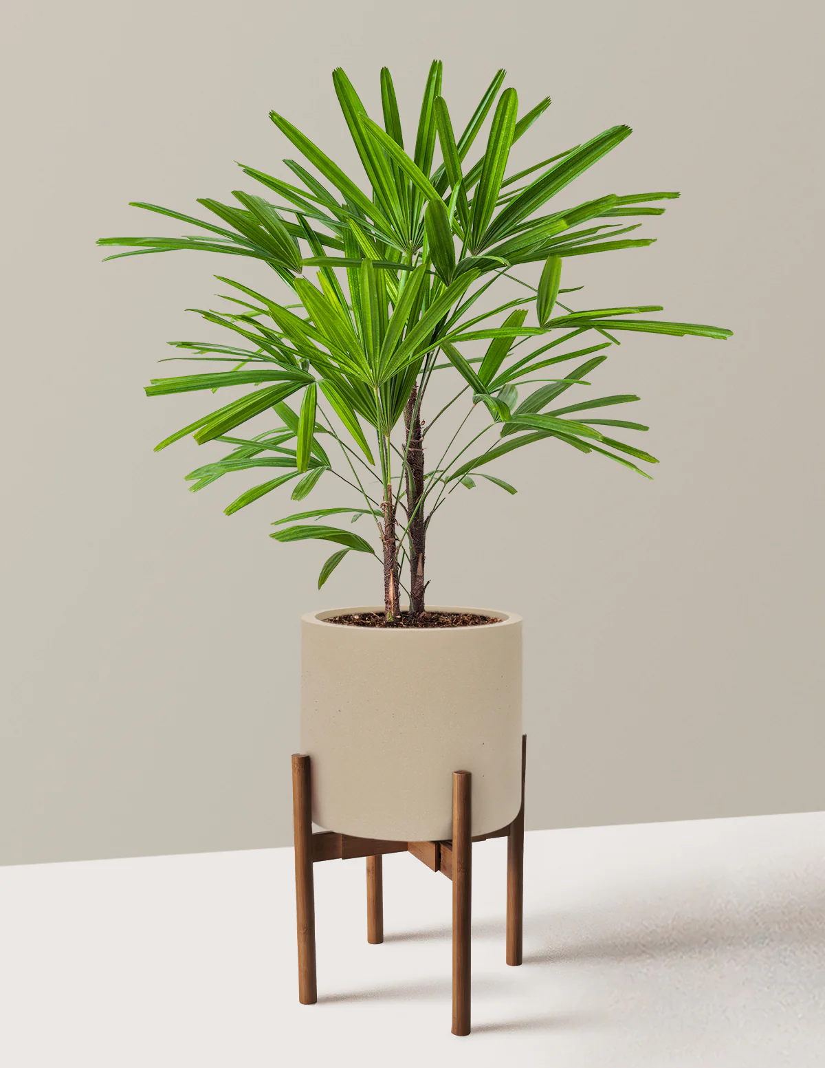 Large Lady Palm - Image 26