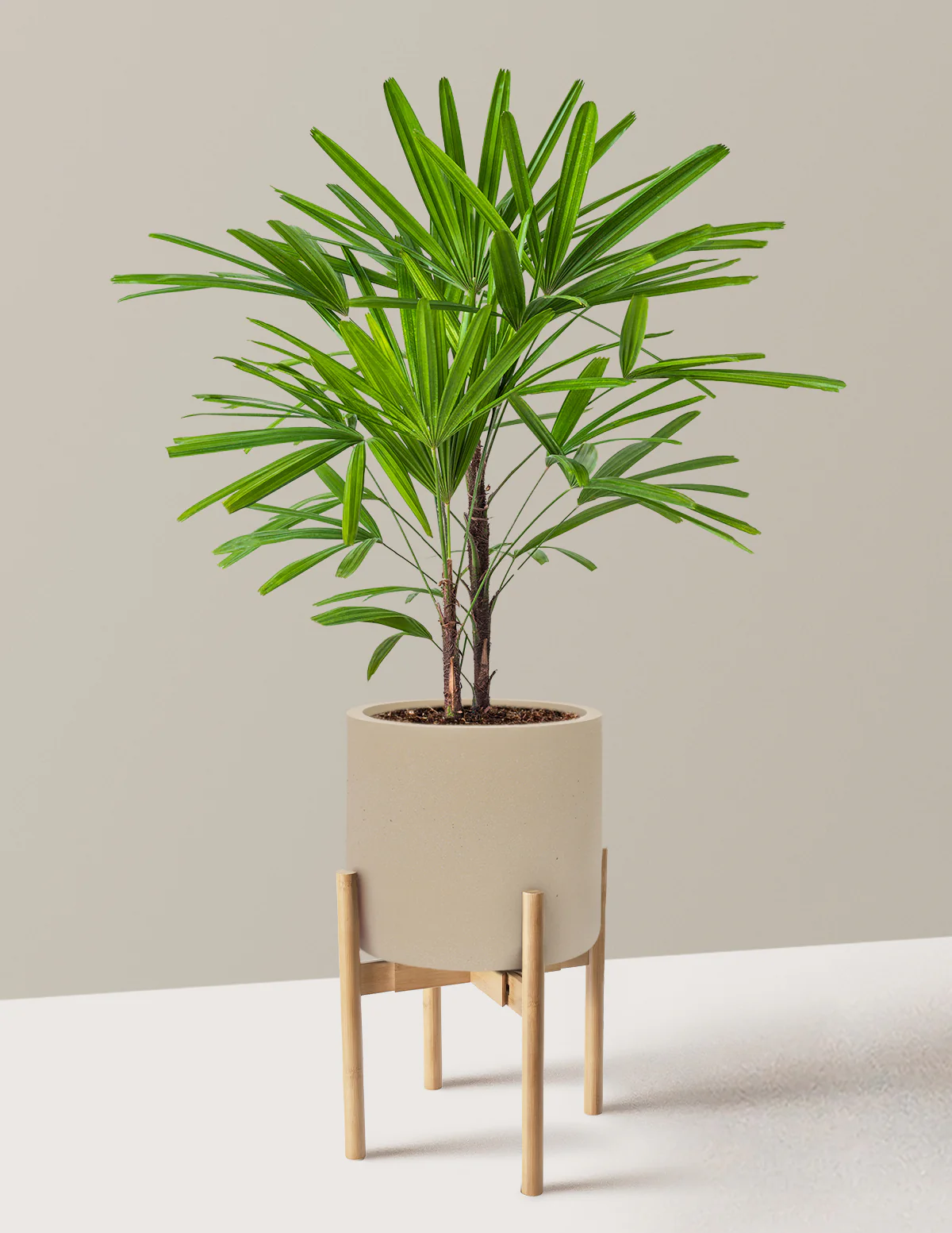 Large Lady Palm - Image 27