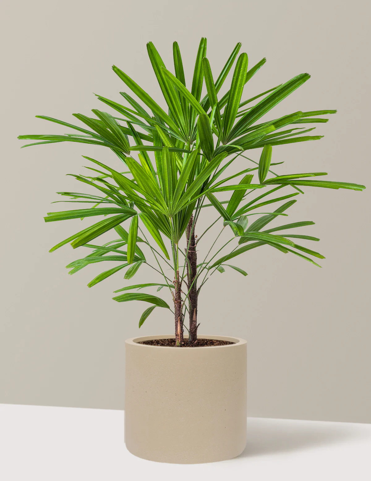 Large Lady Palm - Image 28