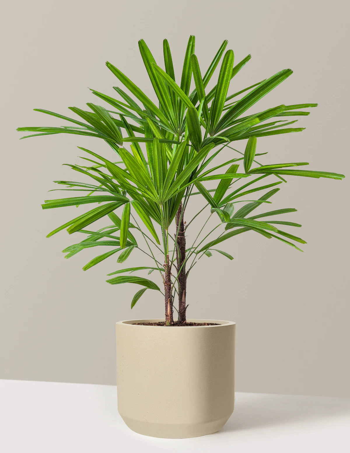Large Lady Palm - Image 29