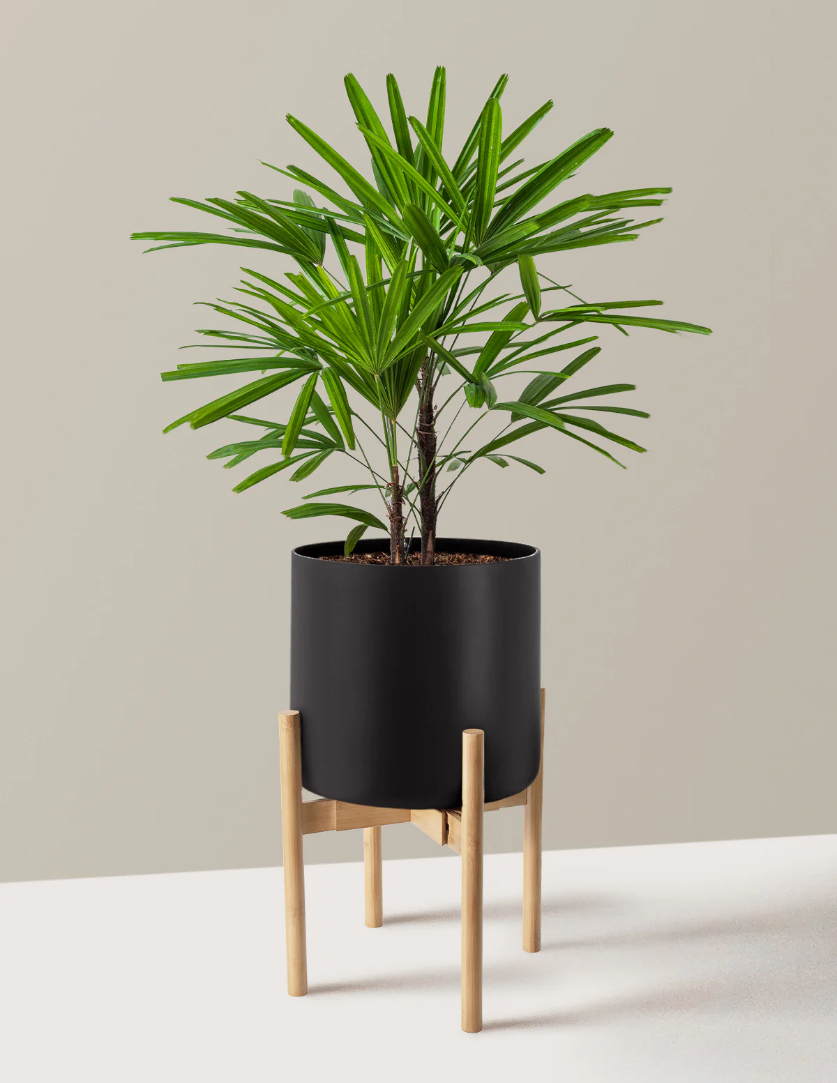 Large Lady Palm - Image 3