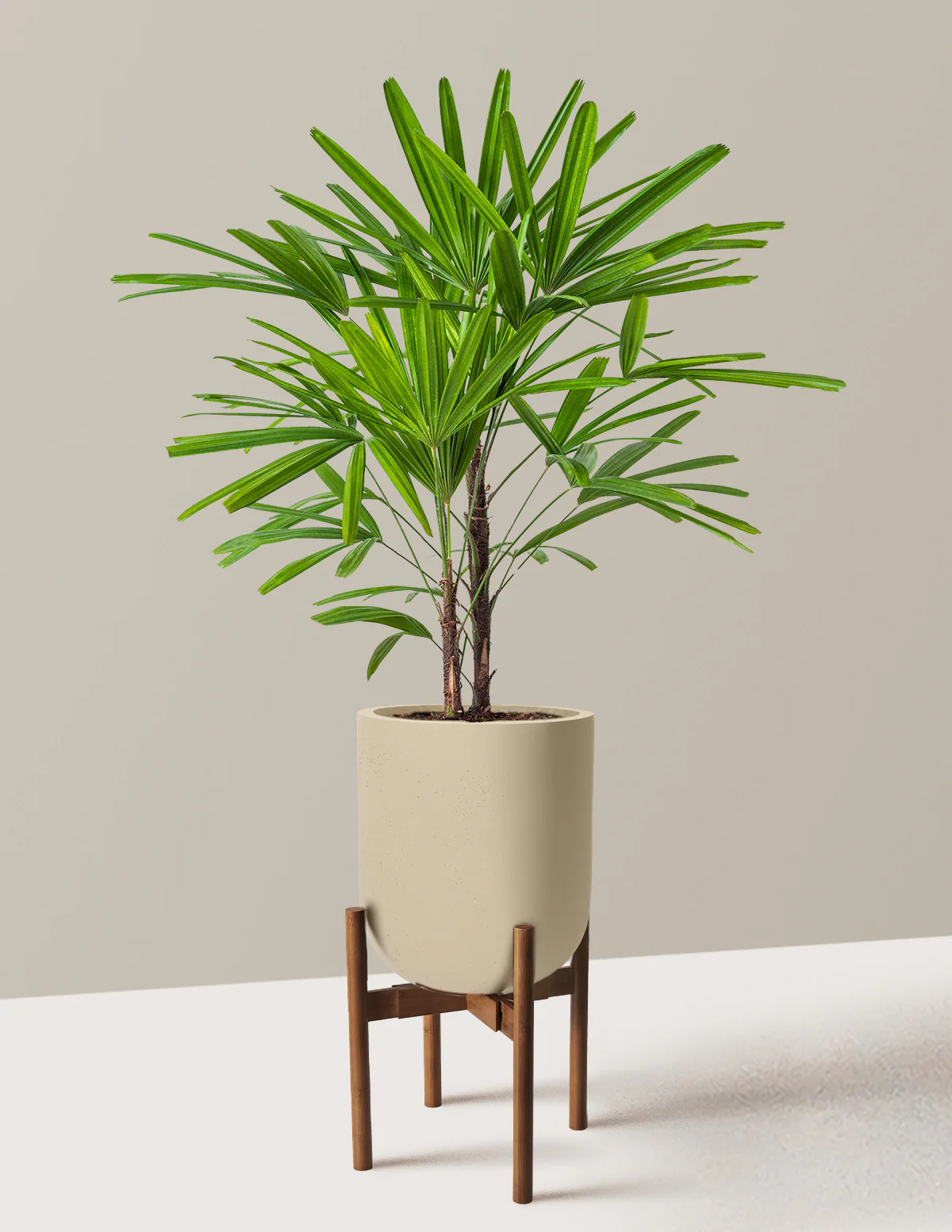 Large Lady Palm - Image 30