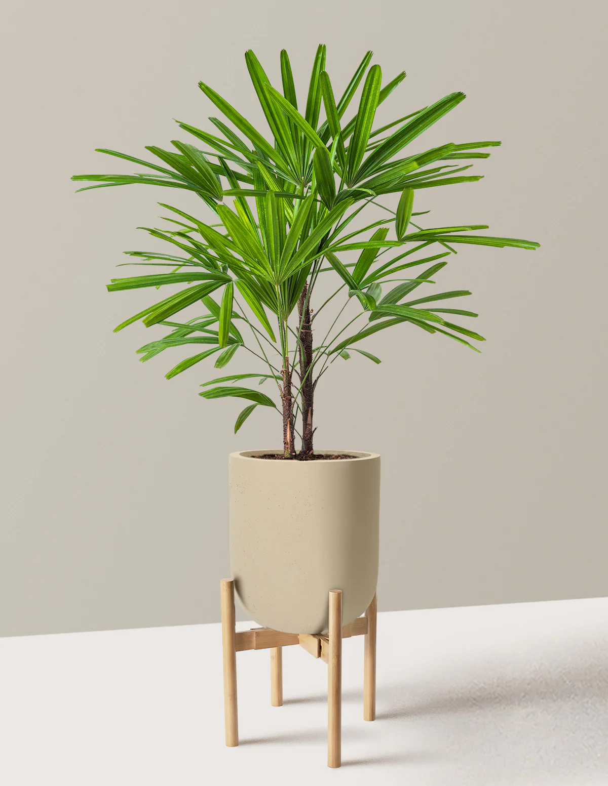 Large Lady Palm - Image 31
