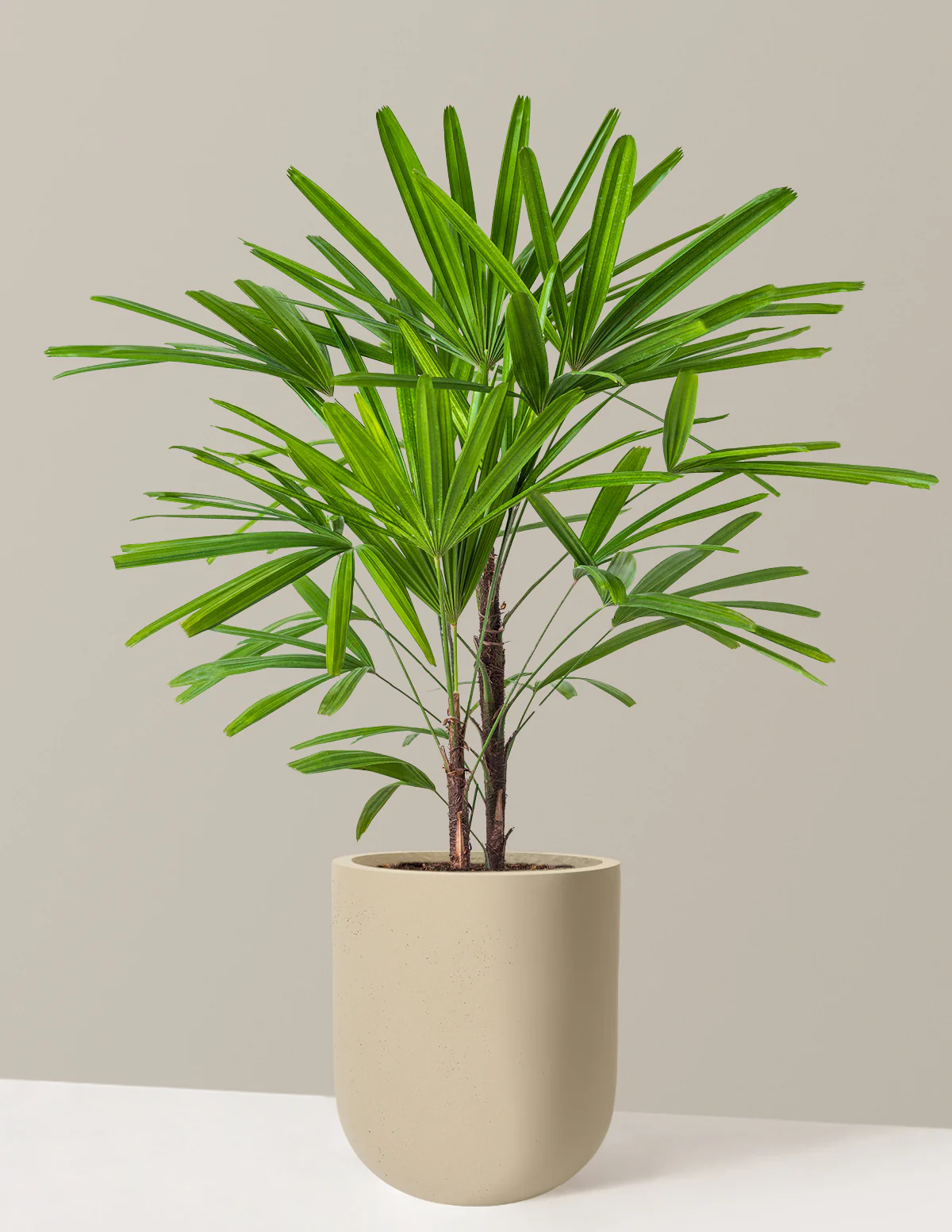 Large Lady Palm - Image 32
