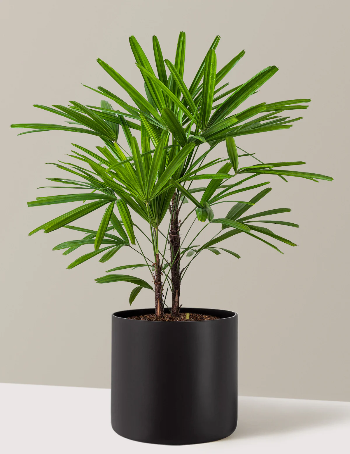 Large Lady Palm - Image 4