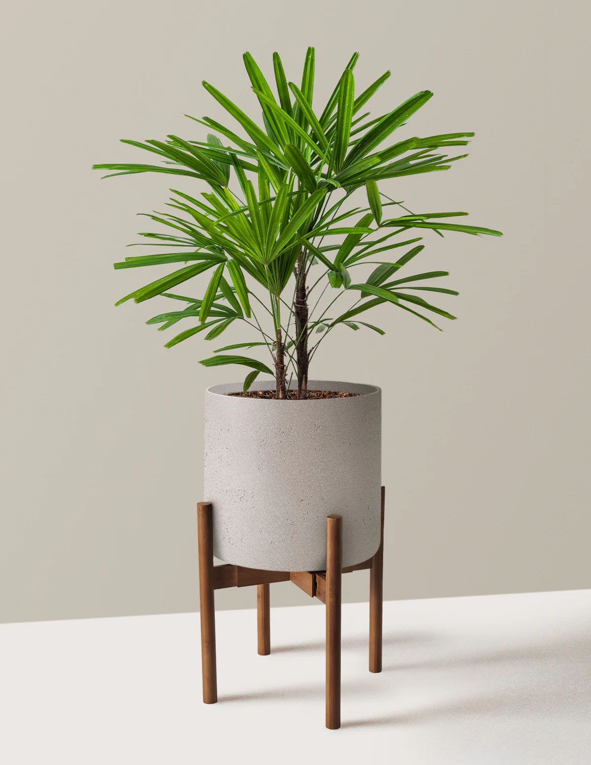 Large Lady Palm - Image 5