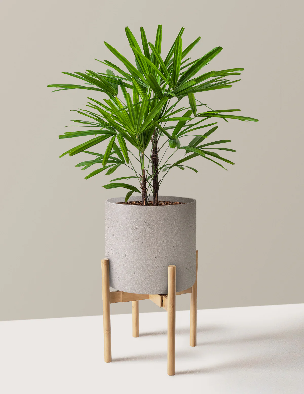 Large Lady Palm - Image 6