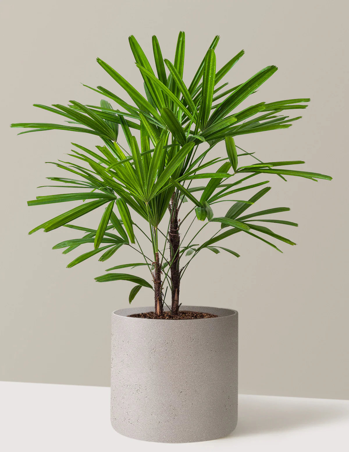 Large Lady Palm - Image 7