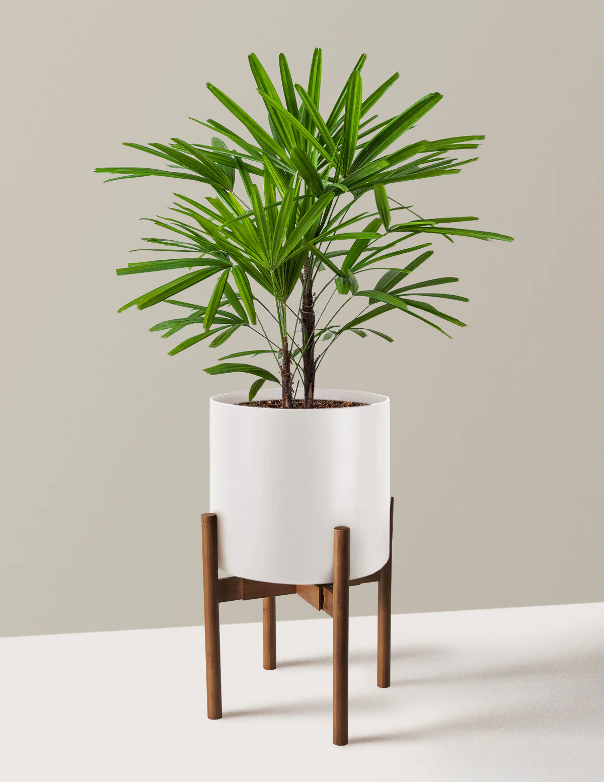 Large Lady Palm - Image 8