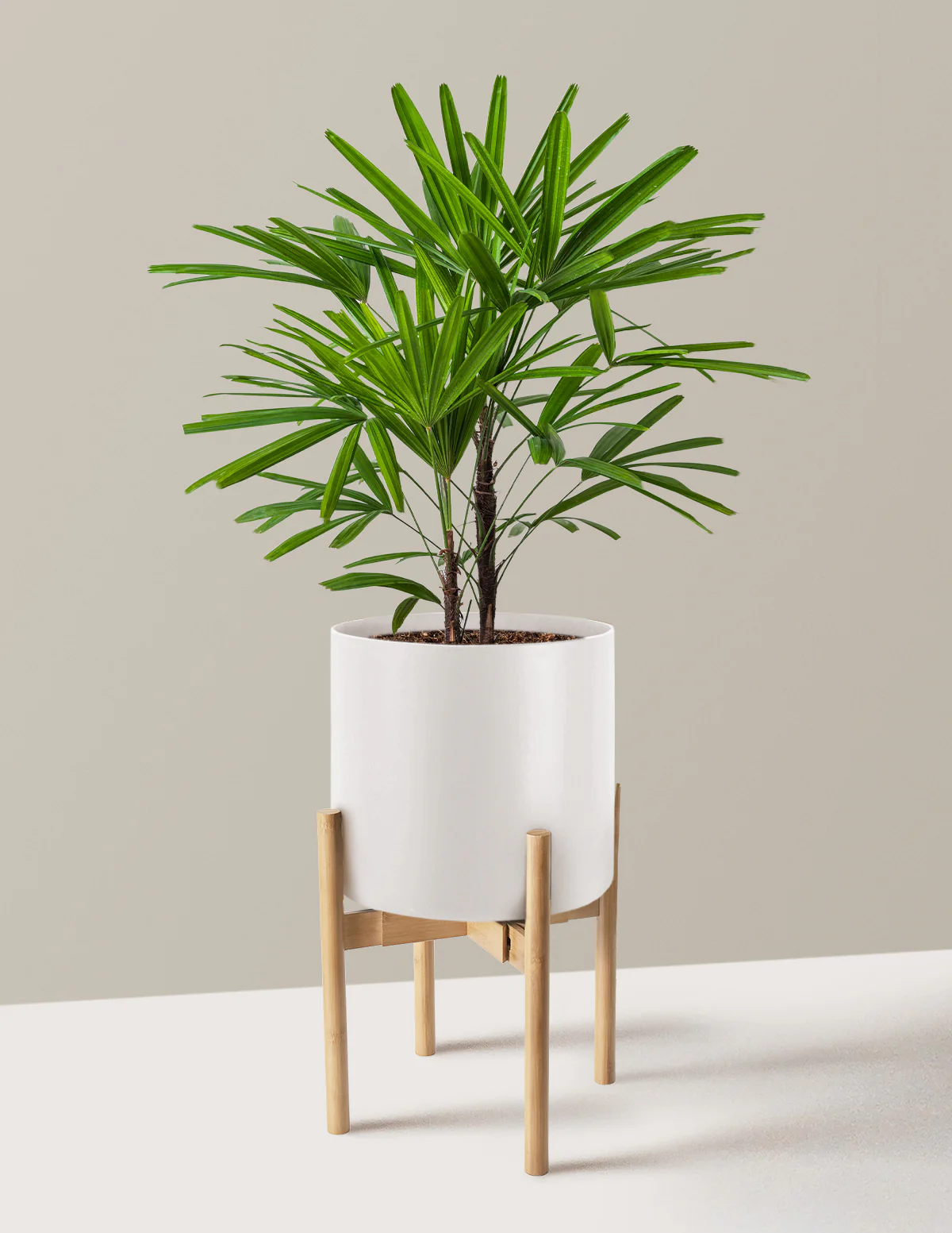 Large Lady Palm - Image 9