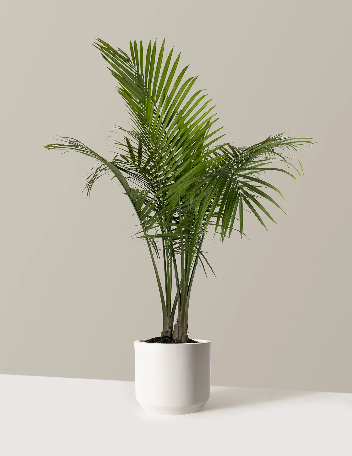 Large Majesty Palm - Image 32