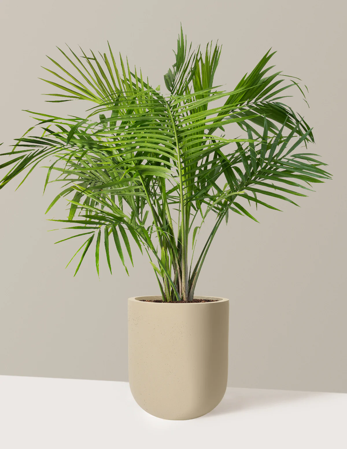 Large Majesty Palm - Image 41