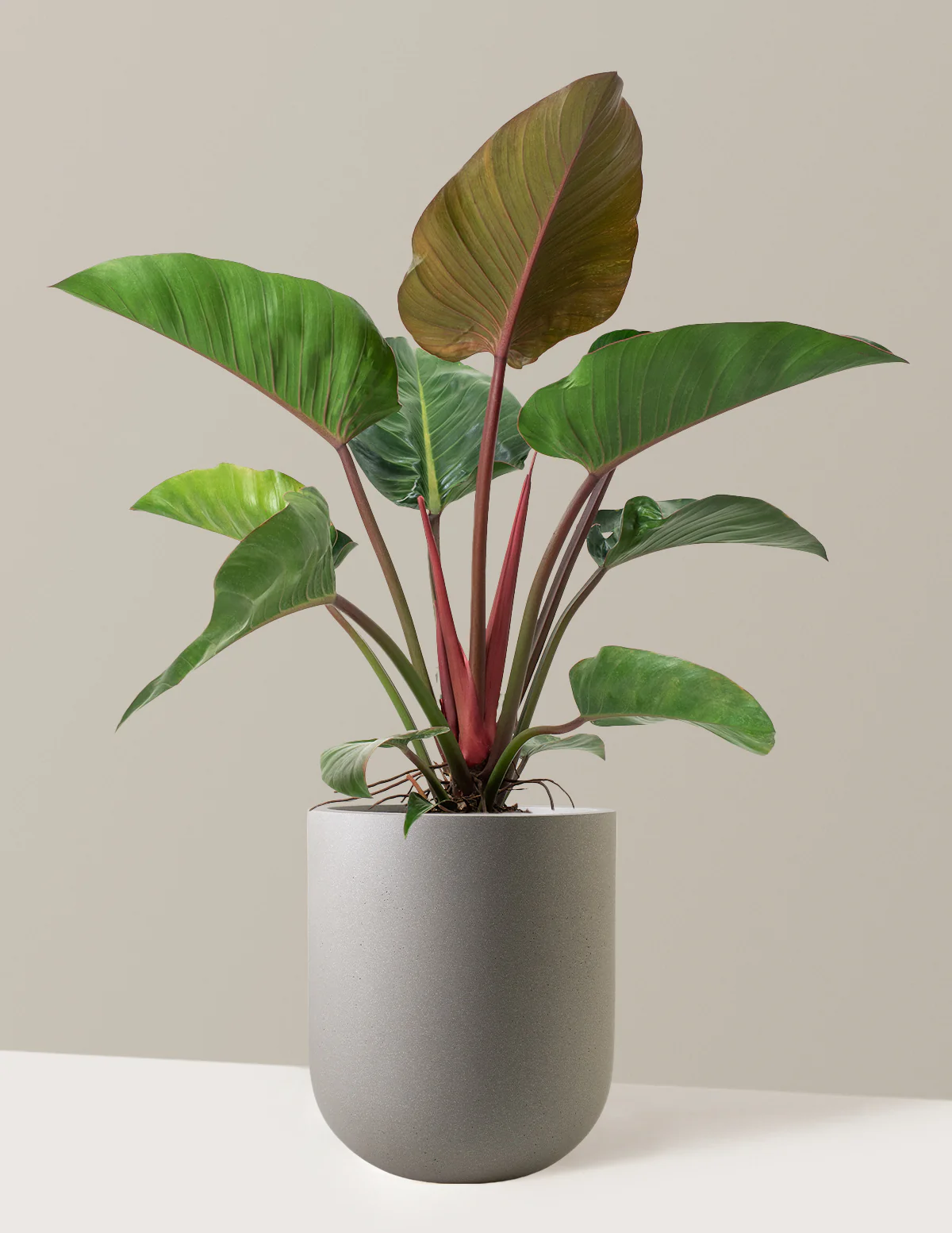 Large Philodendron Rojo Congo - Image 21