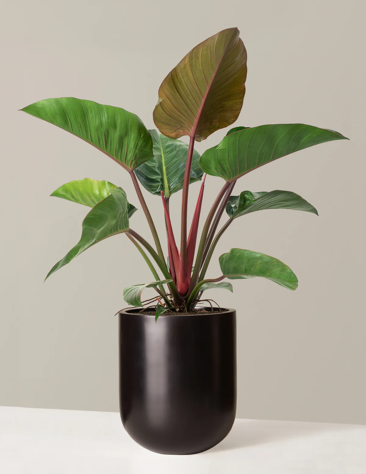 Large Philodendron Rojo Congo - Image 3