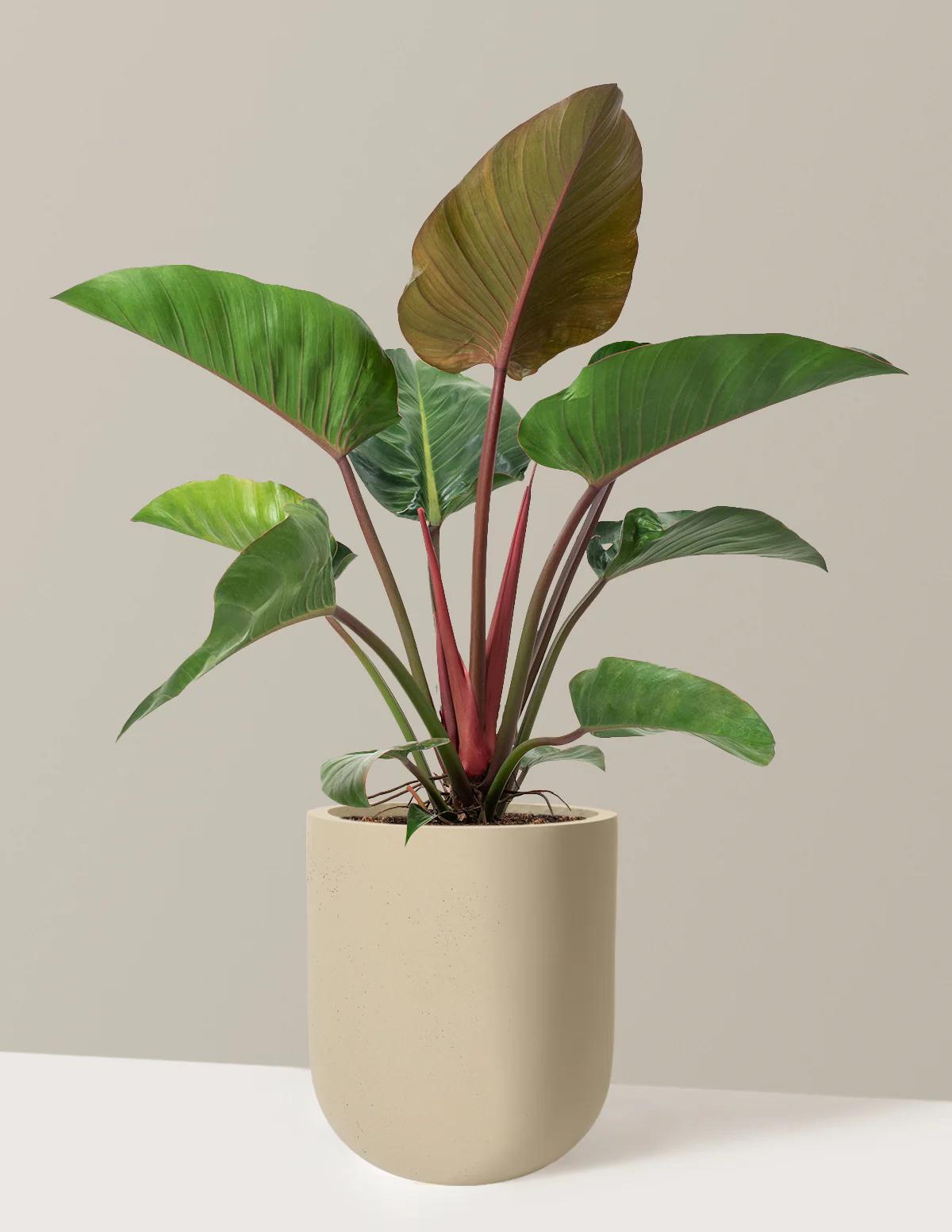 Large Philodendron Rojo Congo - Image 30