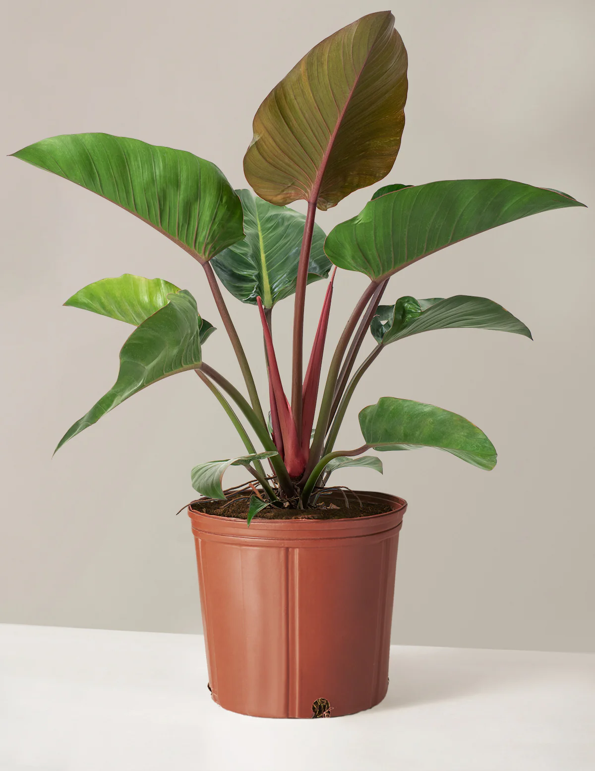 Large Philodendron Rojo Congo - Image 6