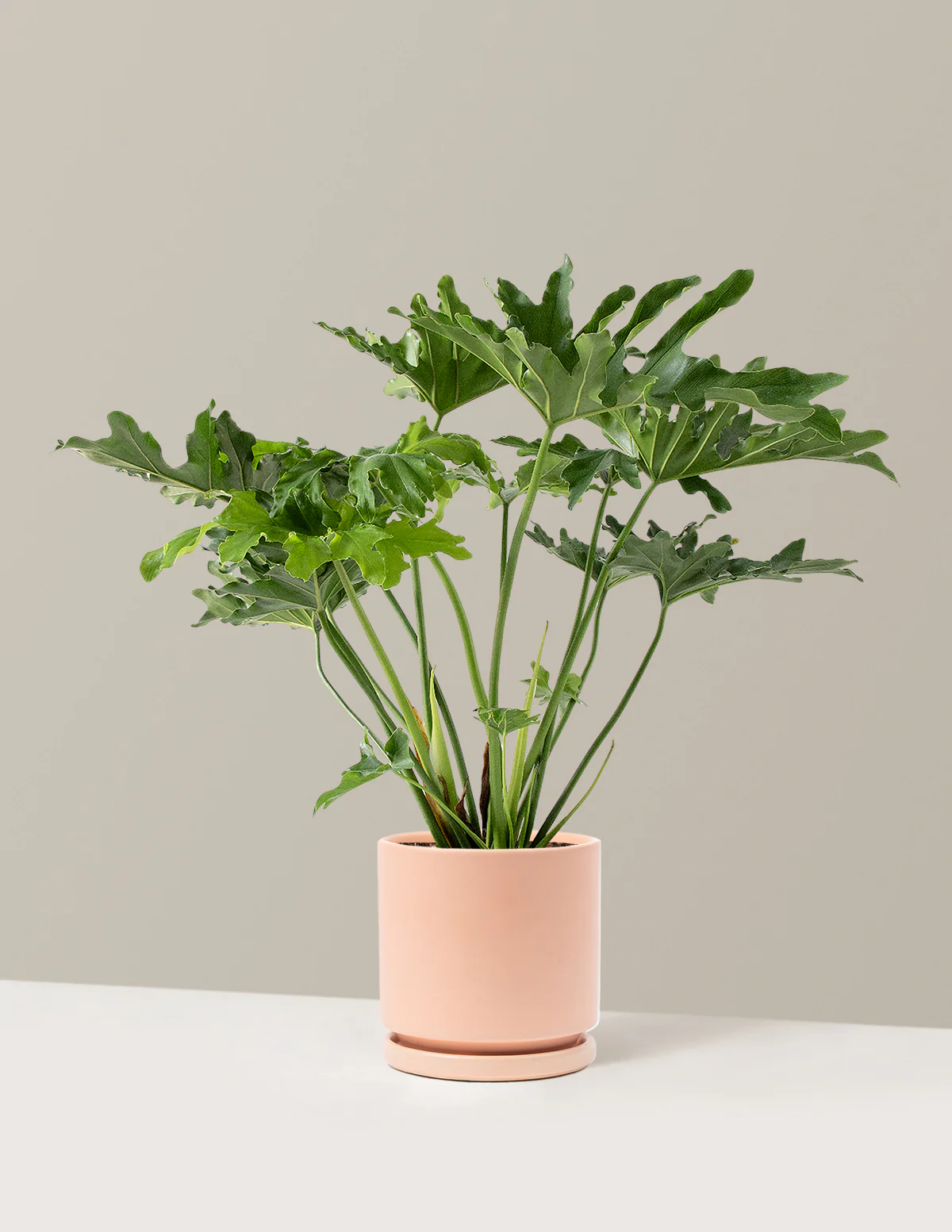 Large Philodendron Selloum Hope - Image 10