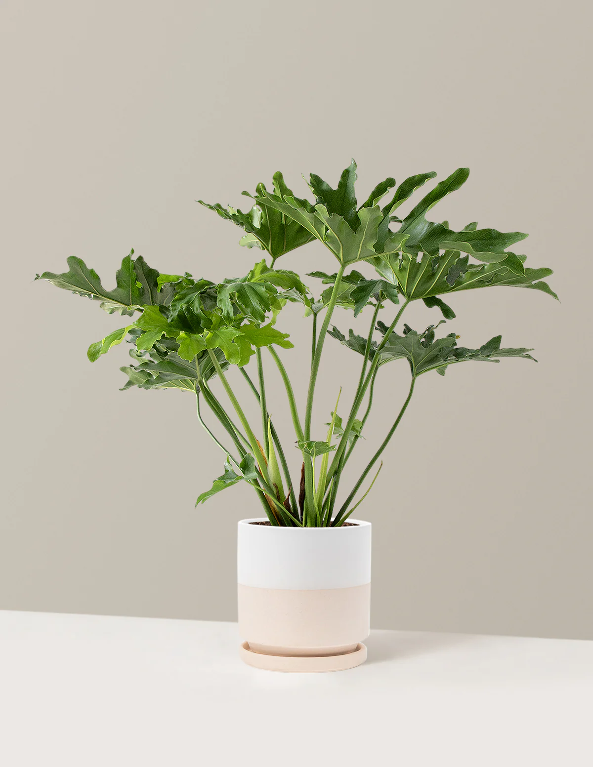 Large Philodendron Selloum Hope - Image 11