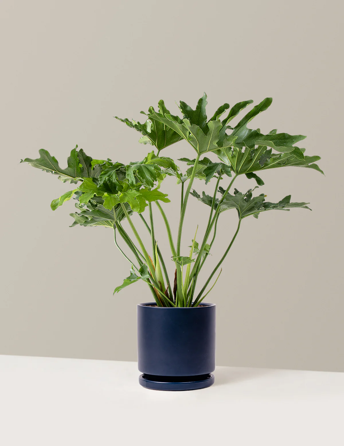 Large Philodendron Selloum Hope - Image 12
