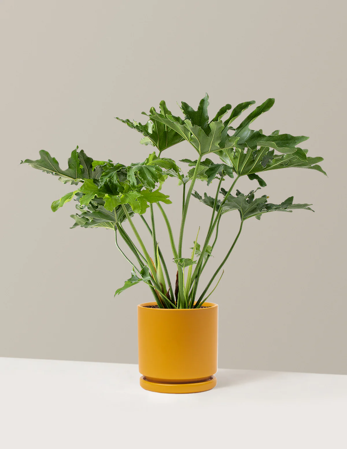 Large Philodendron Selloum Hope - Image 13