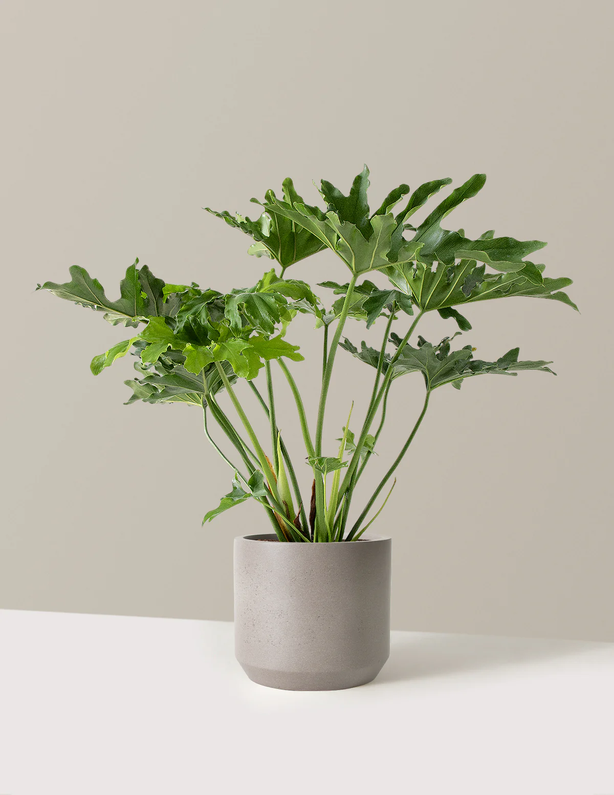Large Philodendron Selloum Hope - Image 14