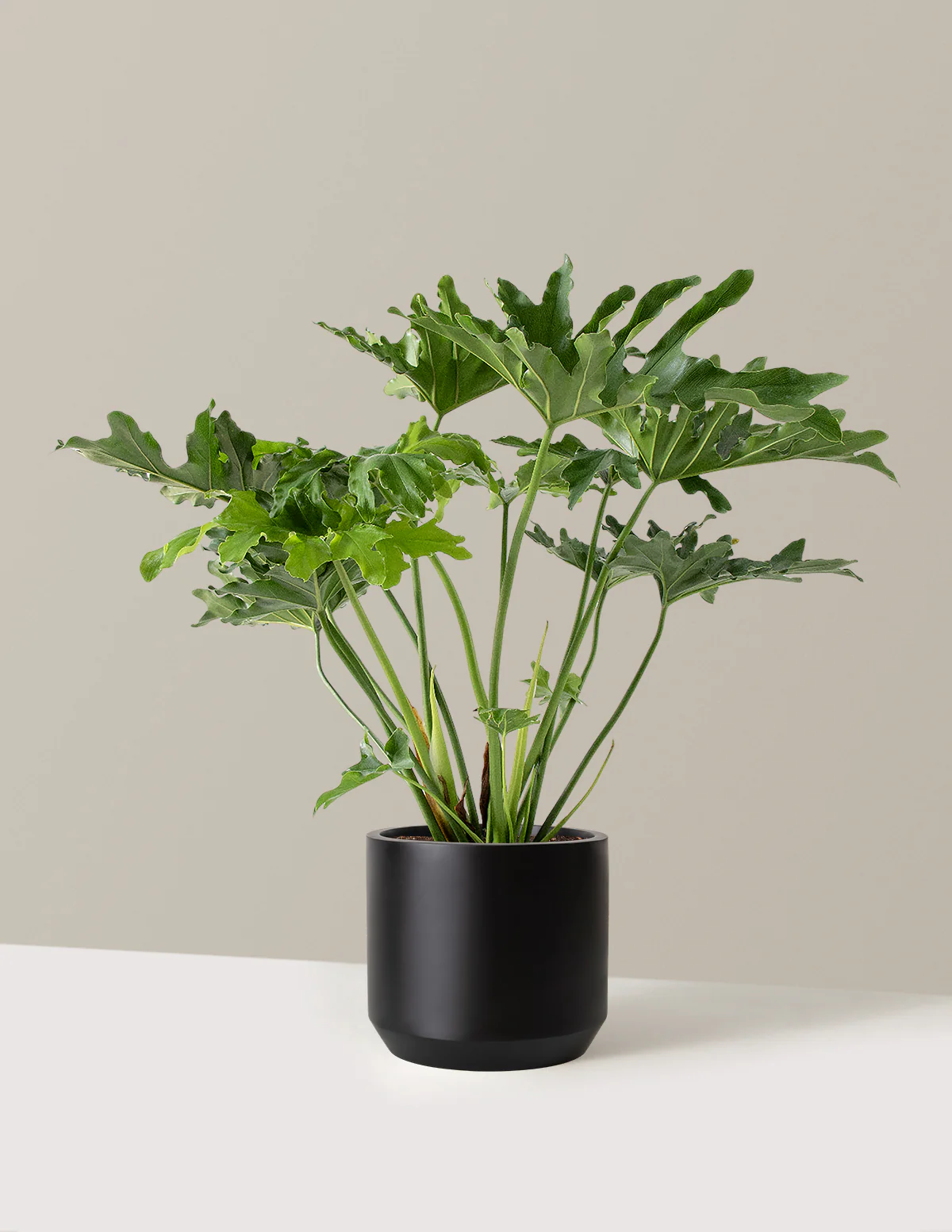 Large Philodendron Selloum Hope - Image 15