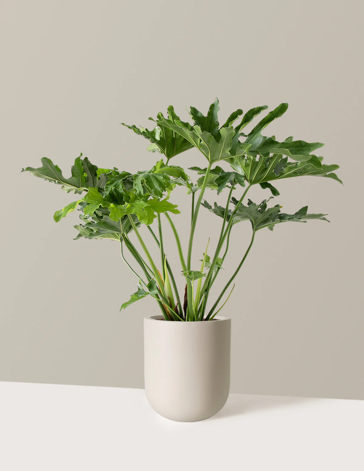 Large Philodendron Selloum Hope - Image 16