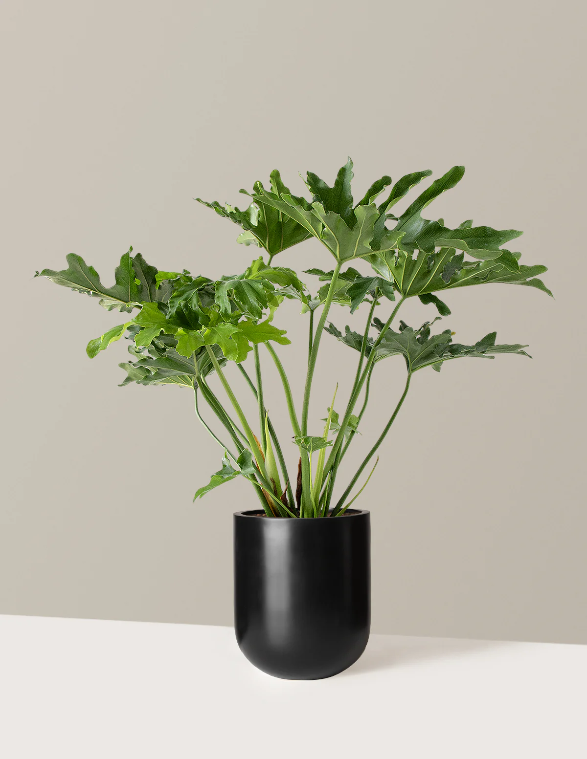 Large Philodendron Selloum Hope - Image 17