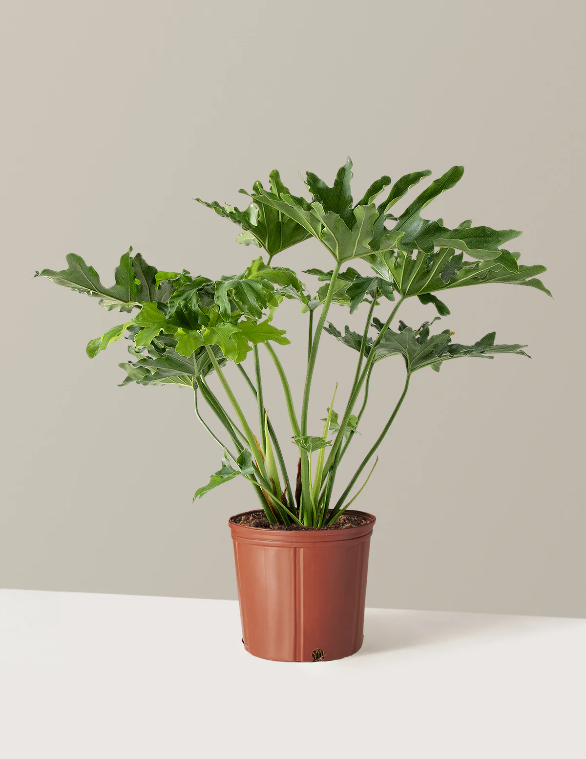 Large Philodendron Selloum Hope - Image 18