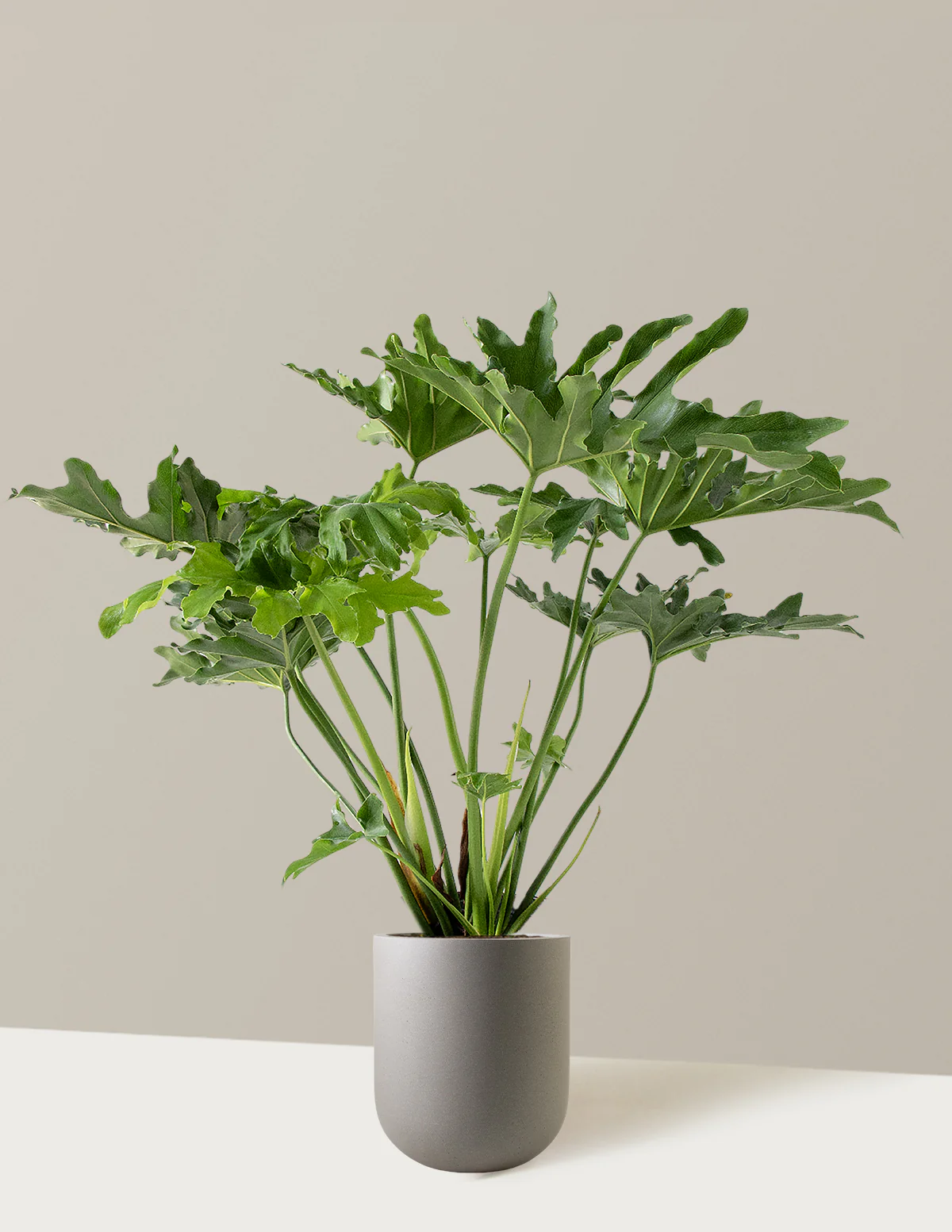 Large Philodendron Selloum Hope - Image 19