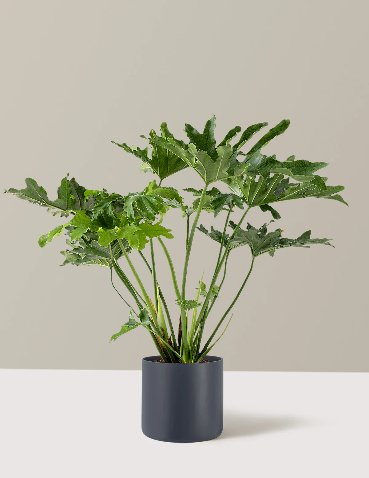 Large Philodendron Selloum Hope - Image 20