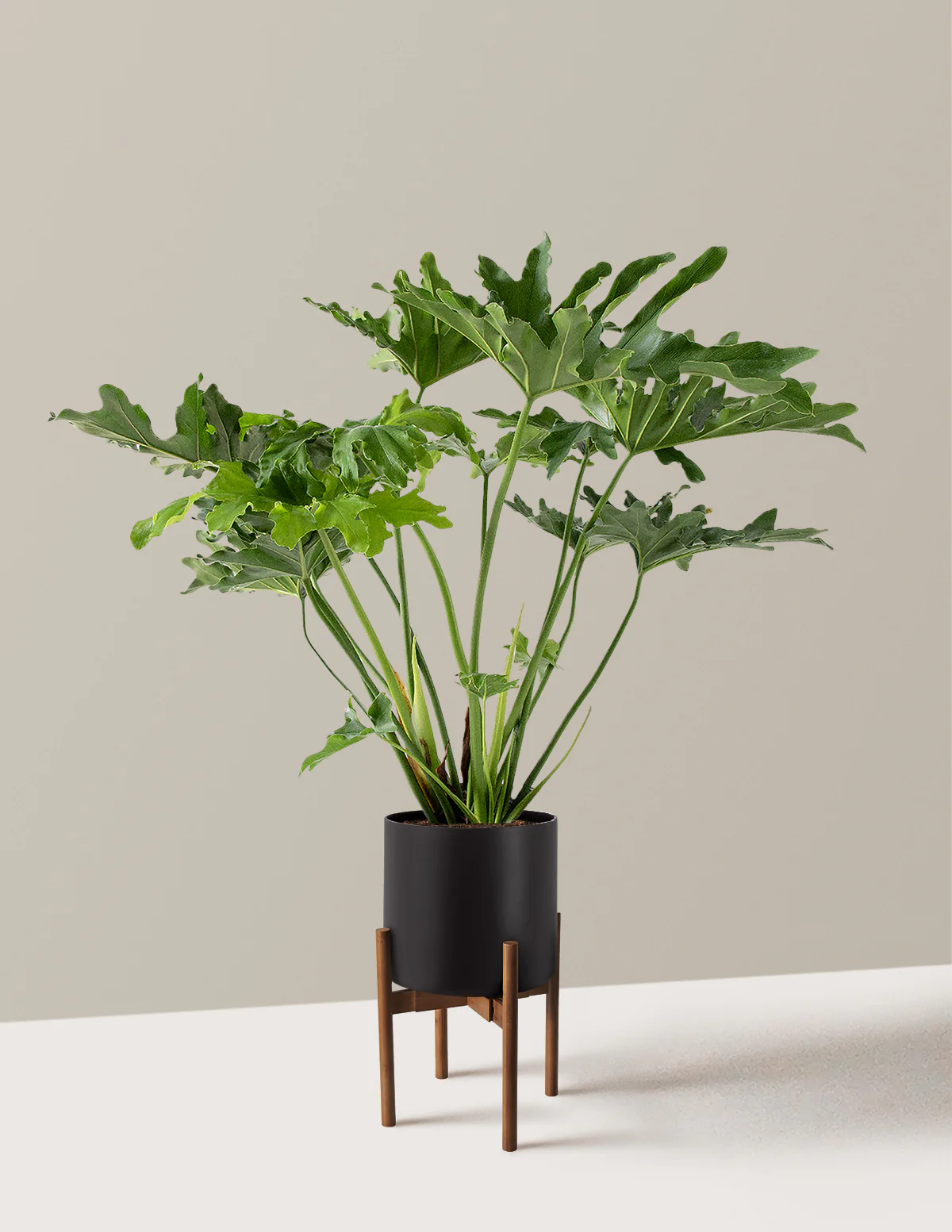 Large Philodendron Selloum Hope - Image 21