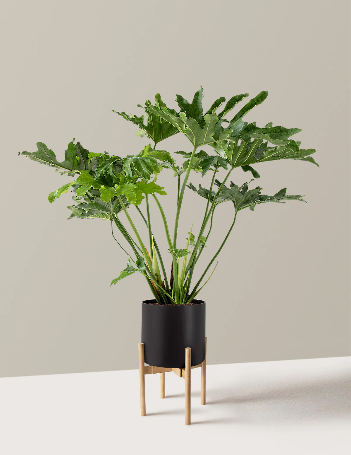 Large Philodendron Selloum Hope - Image 22