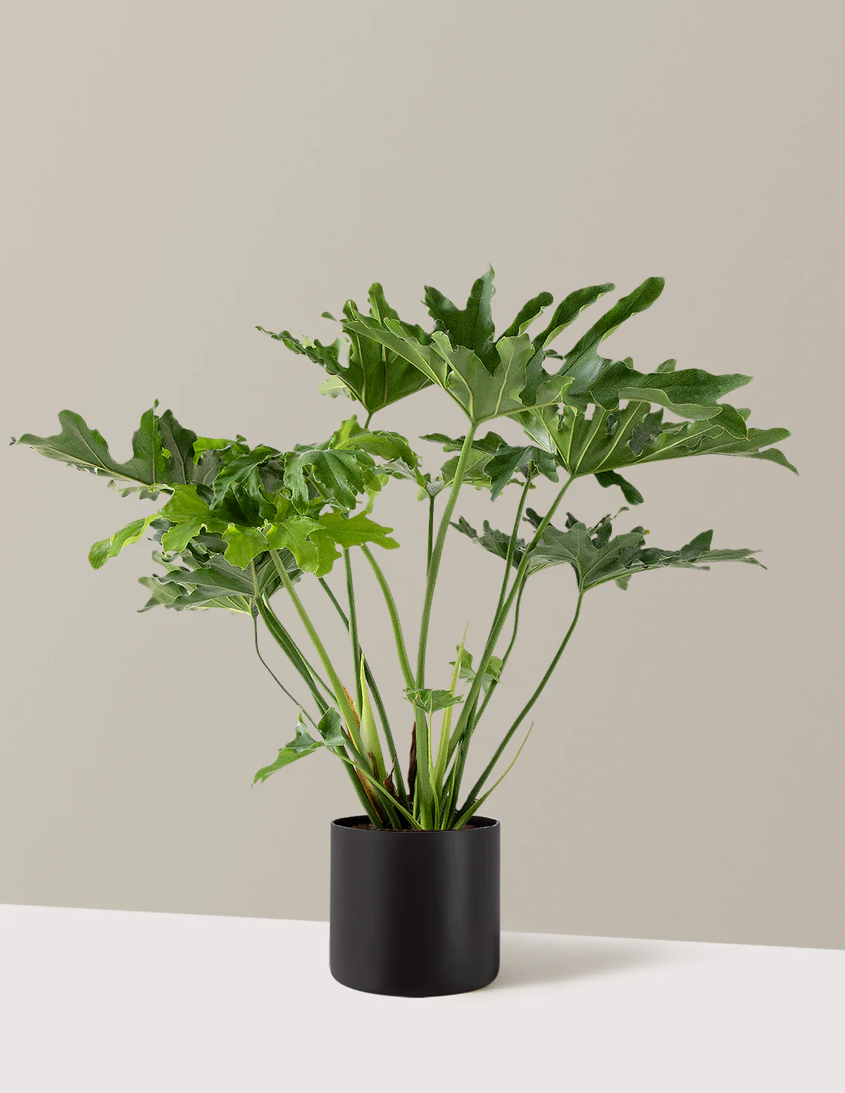 Large Philodendron Selloum Hope - Image 23