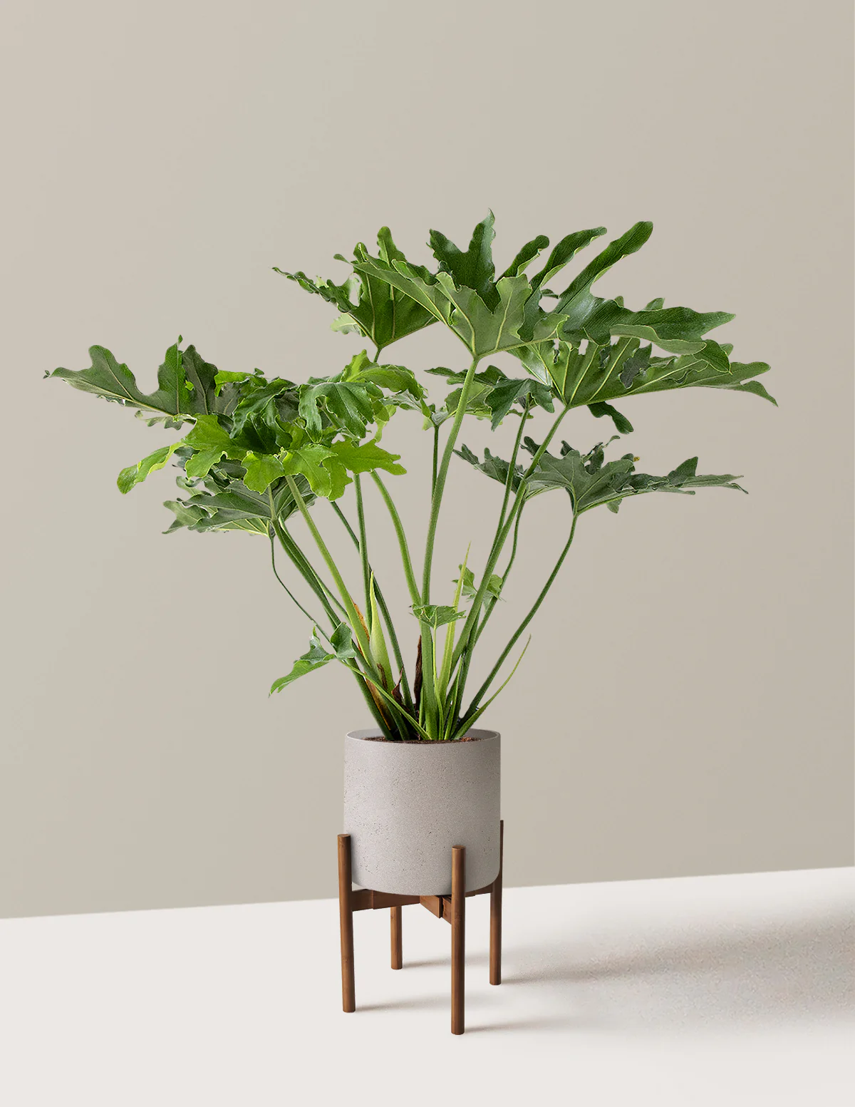Large Philodendron Selloum Hope - Image 24