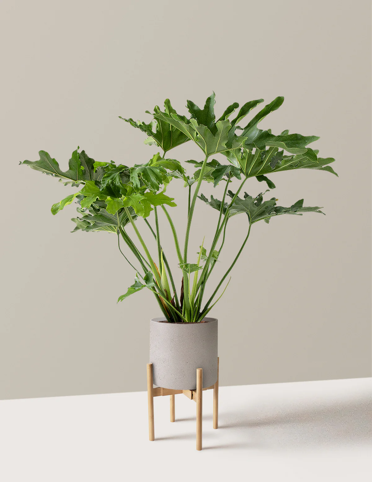 Large Philodendron Selloum Hope - Image 25