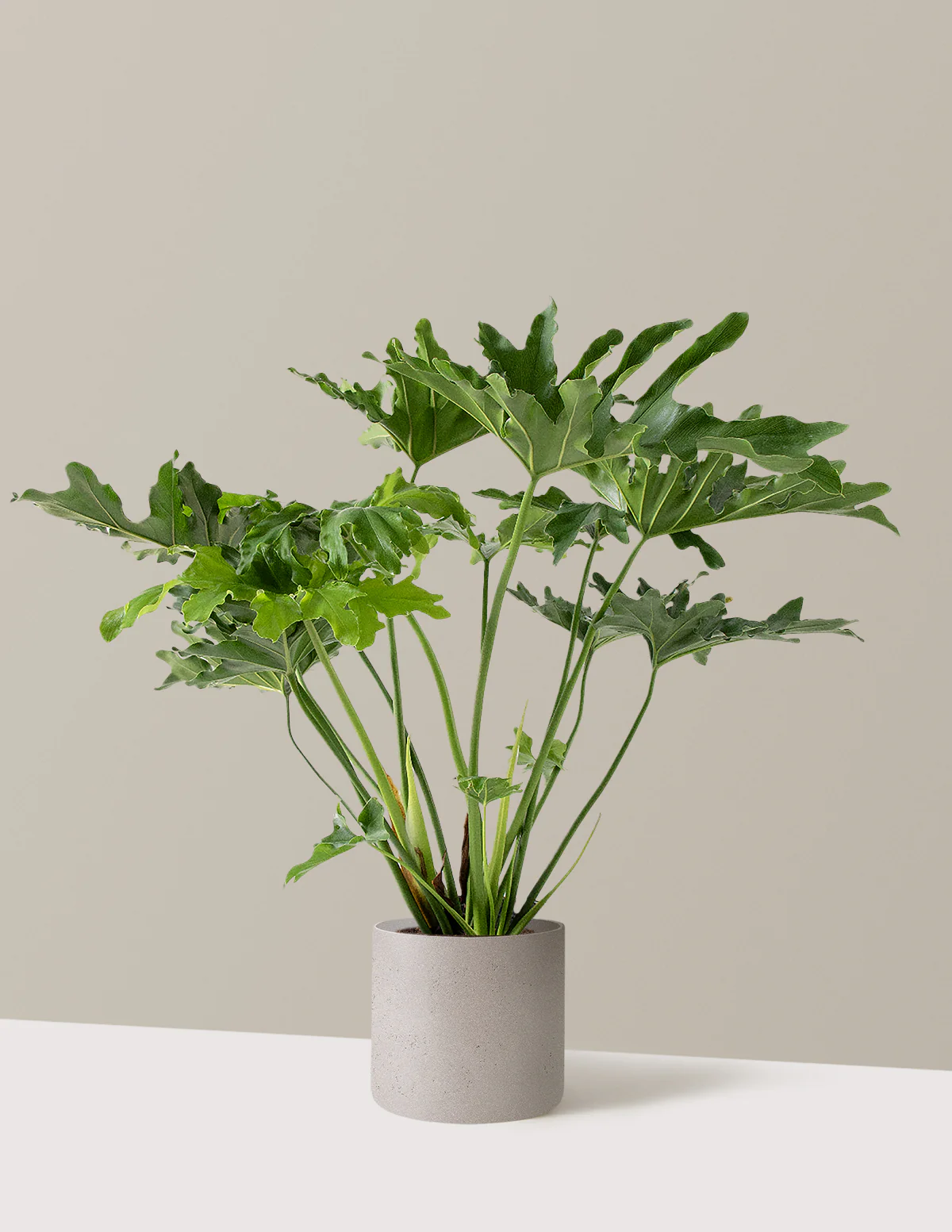 Large Philodendron Selloum Hope - Image 26