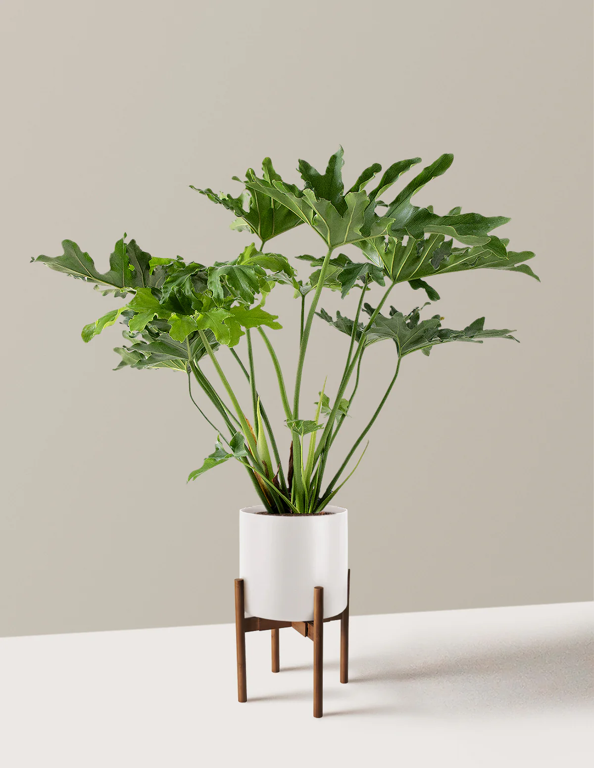 Large Philodendron Selloum Hope - Image 27