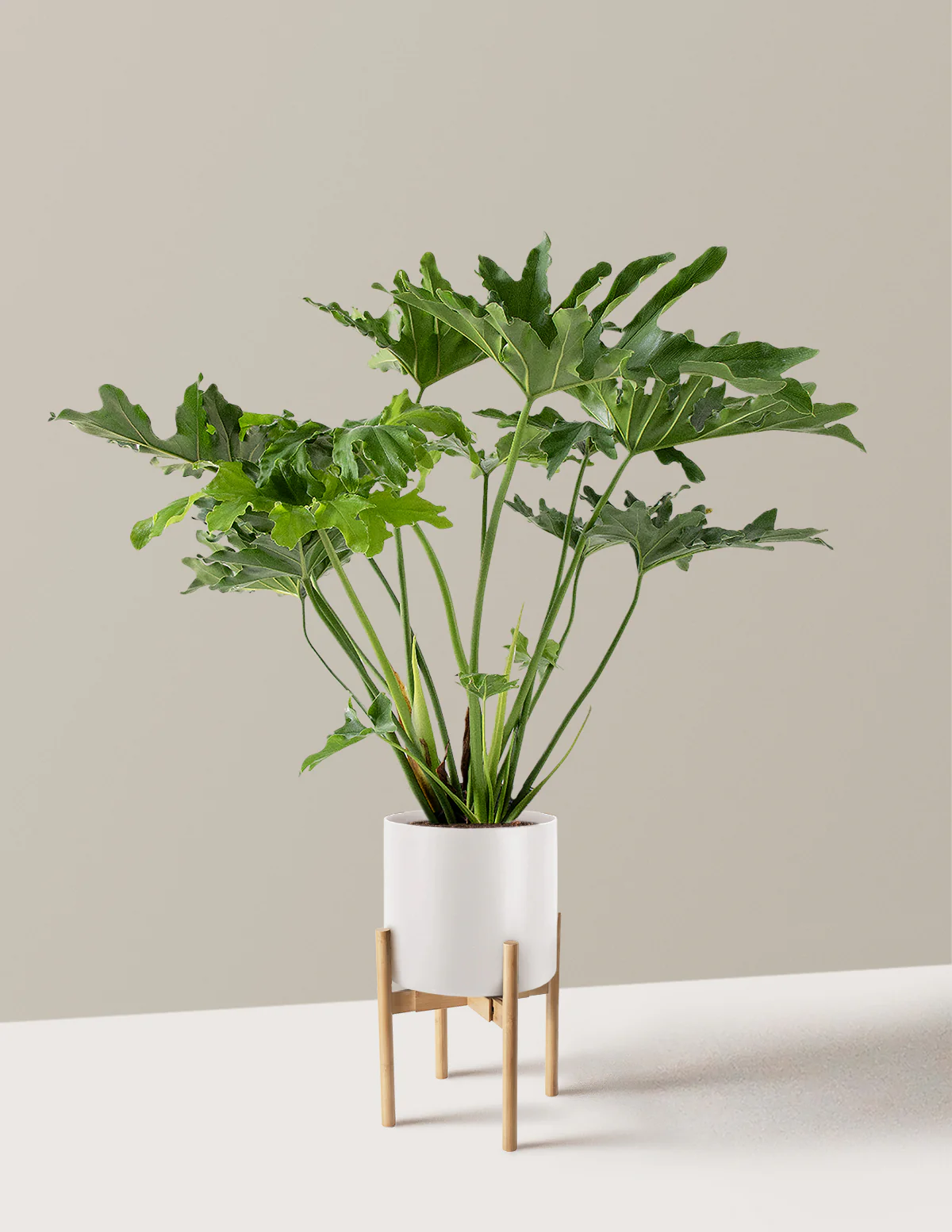 Large Philodendron Selloum Hope - Image 28