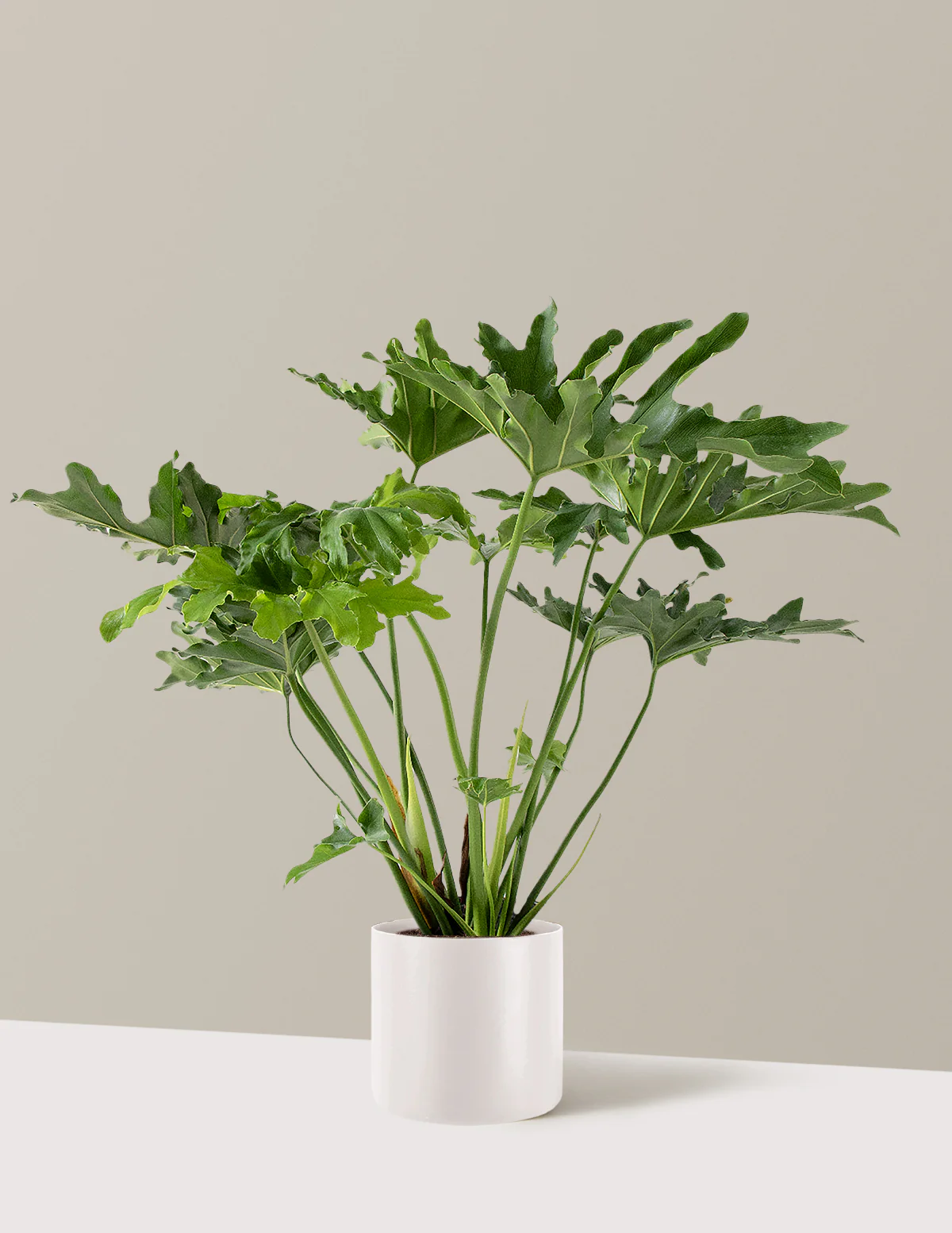 Large Philodendron Selloum Hope - Image 29