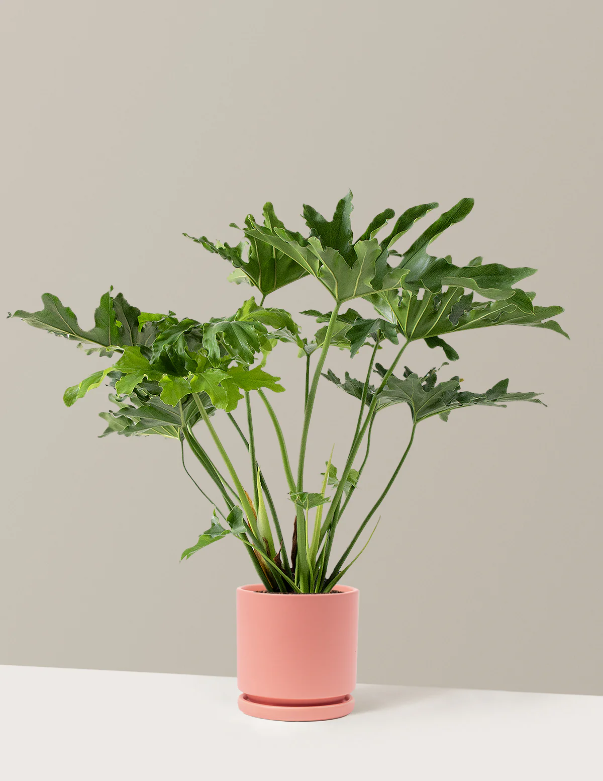 Large Philodendron Selloum Hope - Image 30