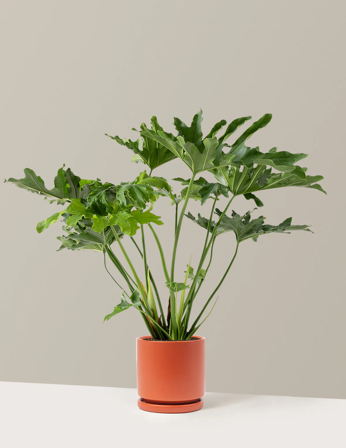 Large Philodendron Selloum Hope - Image 31