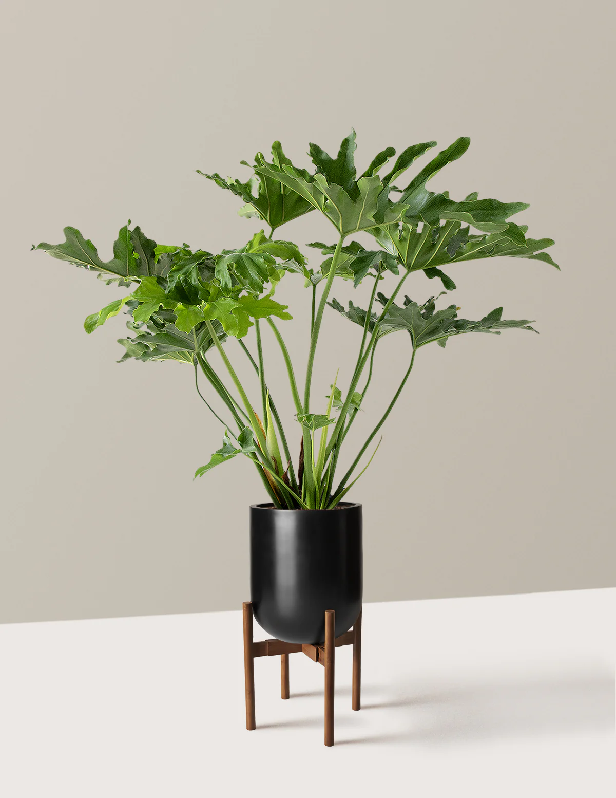Large Philodendron Selloum Hope - Image 32