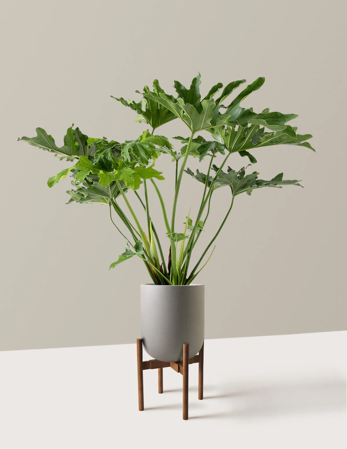 Large Philodendron Selloum Hope - Image 34