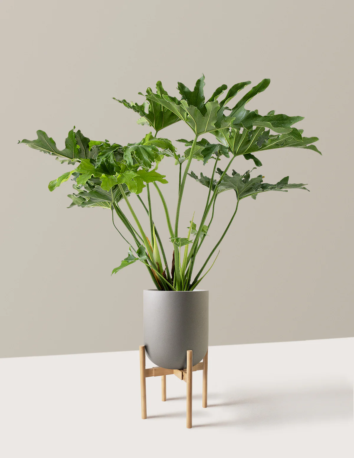 Large Philodendron Selloum Hope - Image 35