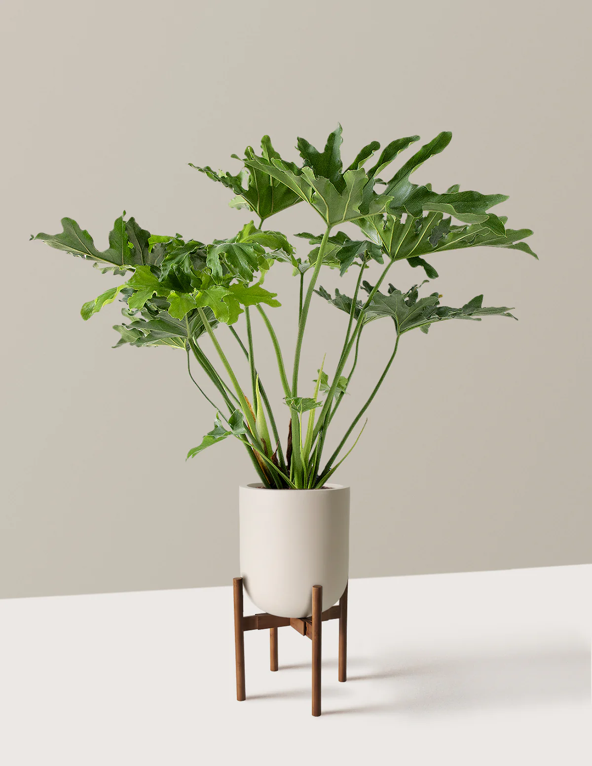 Large Philodendron Selloum Hope - Image 37