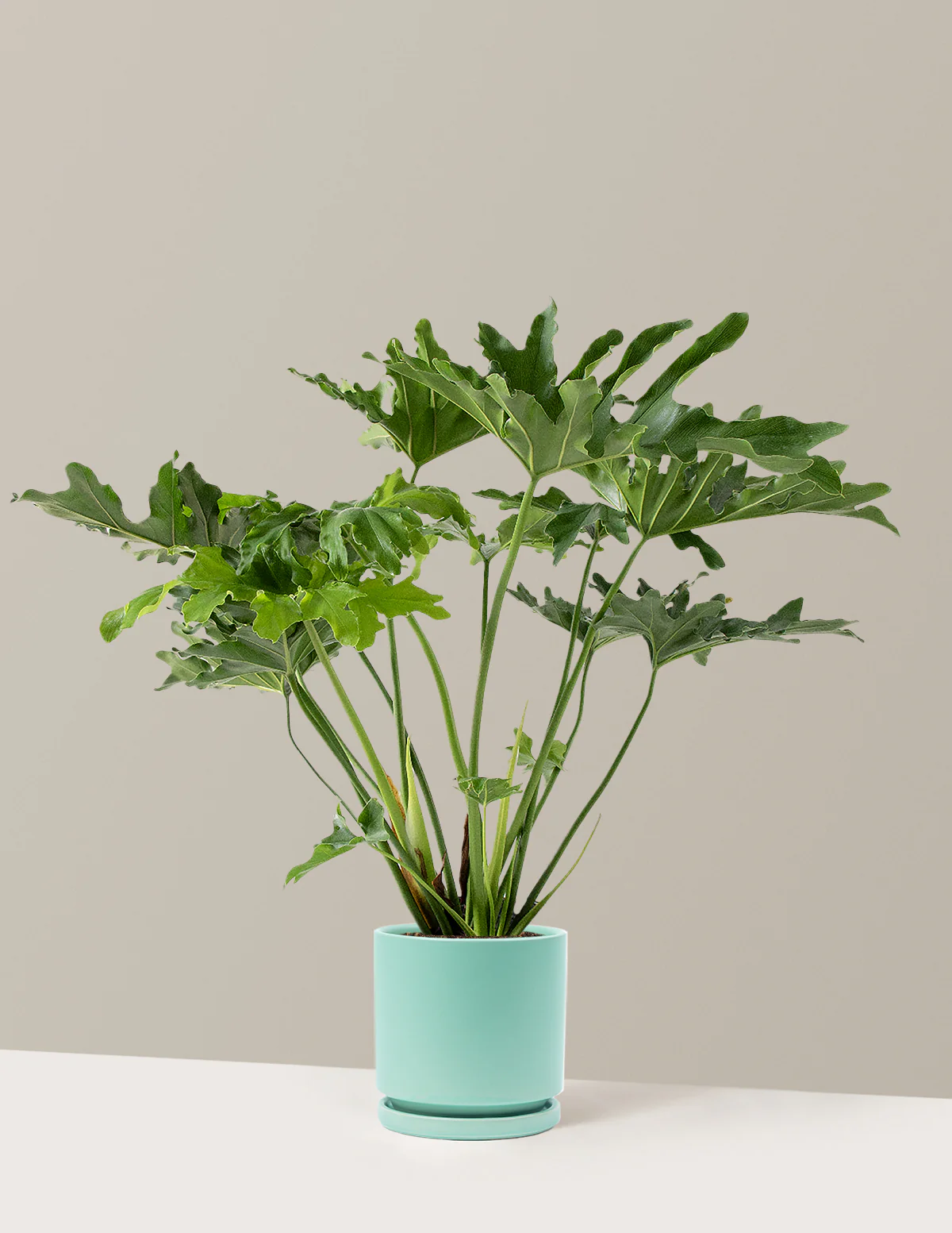 Large Philodendron Selloum Hope - Image 38